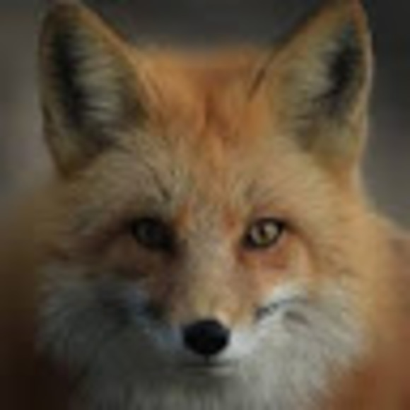 fox__
